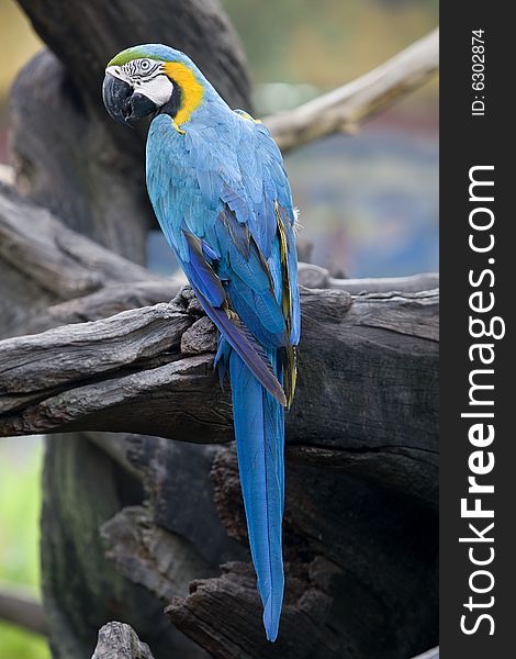 Splendid parrot in the wilderness, with a telephoto lens takes a photograph