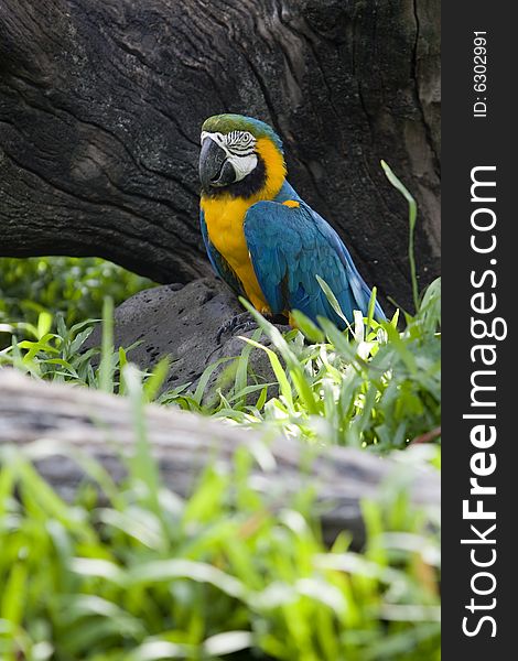 Splendid parrot in the wilderness, with a telephoto lens takes a photograph