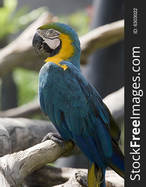 Splendid parrot in the wilderness, with a telephoto lens takes a photograph