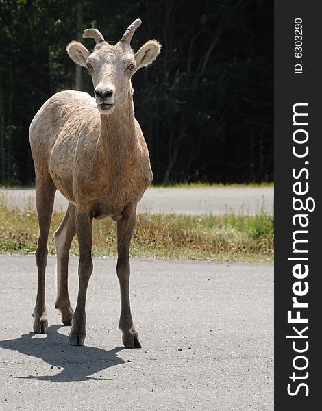 Young Bighorn Sheep, Jasper National Park