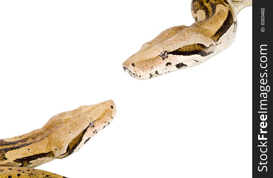 Two large snakes (Boa Constrictor) meeting each other. Two large snakes (Boa Constrictor) meeting each other