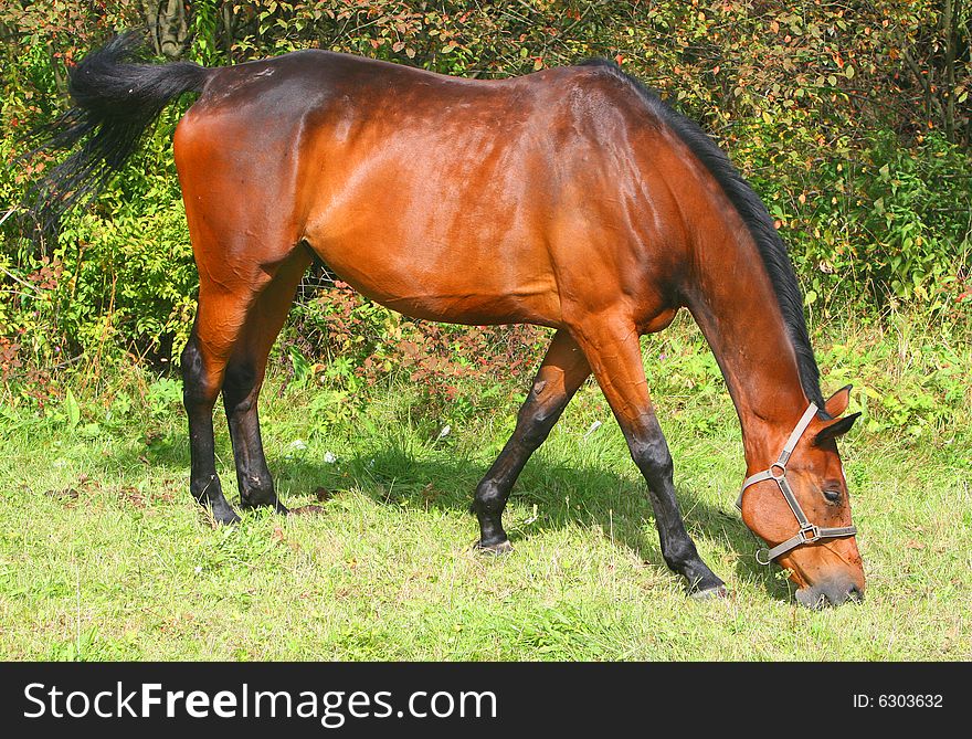 A nice brown horse eating grass and being bothered by flies