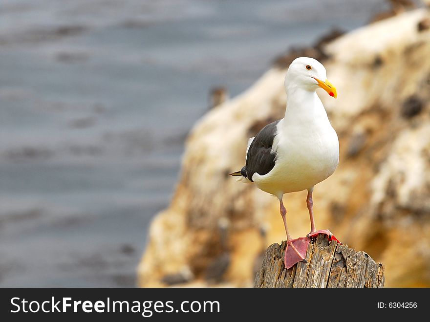 Lone seagull on rocks
