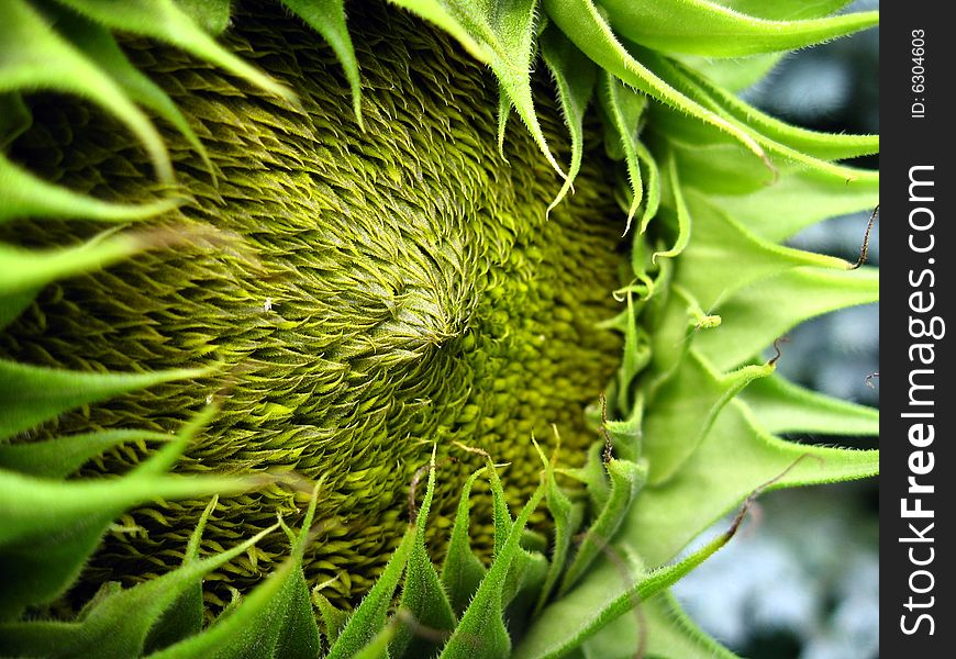 Green sunflower head: focus on raised center. Green sunflower head: focus on raised center.
