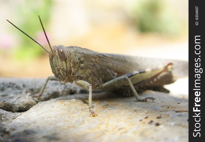 Macro grasshopper on a stone