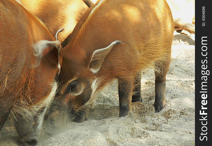 A bunch of red river hogs searching for some food in the dirt. - Potamochoerus Porcus. A bunch of red river hogs searching for some food in the dirt. - Potamochoerus Porcus