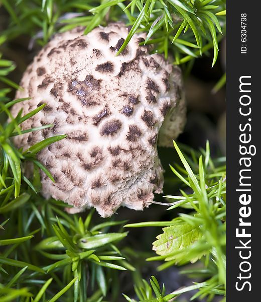 A solitary mushroom surrounded by greens.