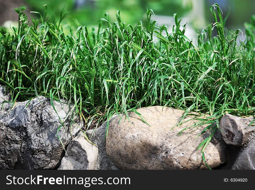 Green grass and some rocks