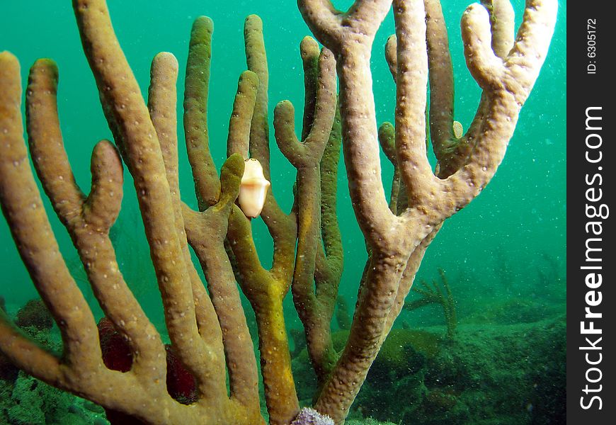 This is a Flamingo Tongue on Sea Rod. This is a very common sight in south Florida. The y attach to and feed on gorgonians in all types of habitats.