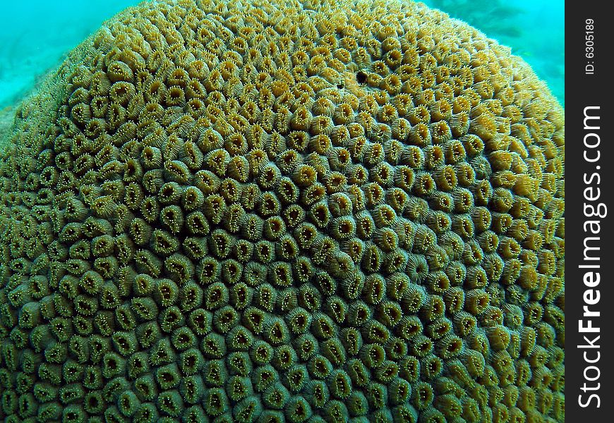 This close up of star coral shows how detail it is. This image was taken right off the beach in Ft Lauderdale.