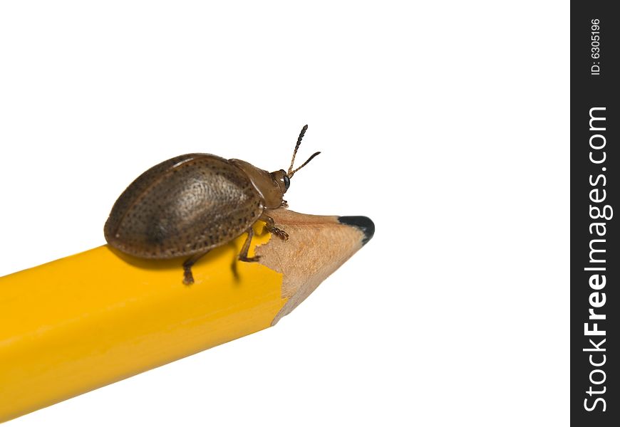 Bug on a pencil isolated on white.