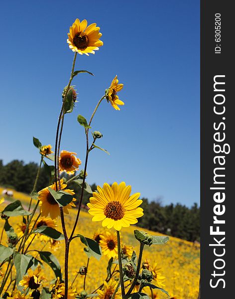 Picture of a sunflower field in Flagstaff AZ. Picture of a sunflower field in Flagstaff AZ.