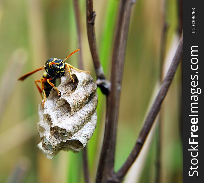 Hornet With Honeycomb