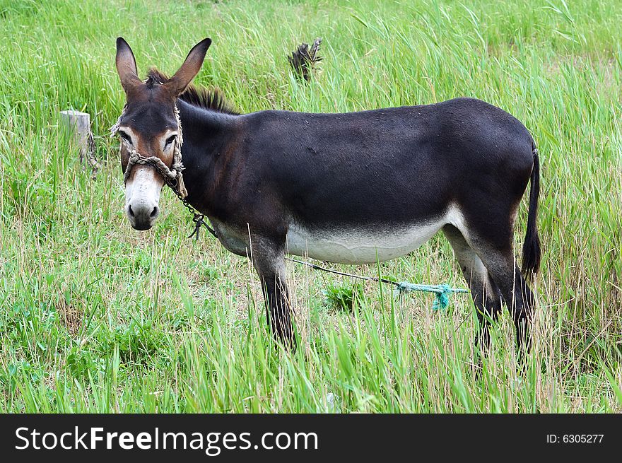 A grazing donkey on rural grassland