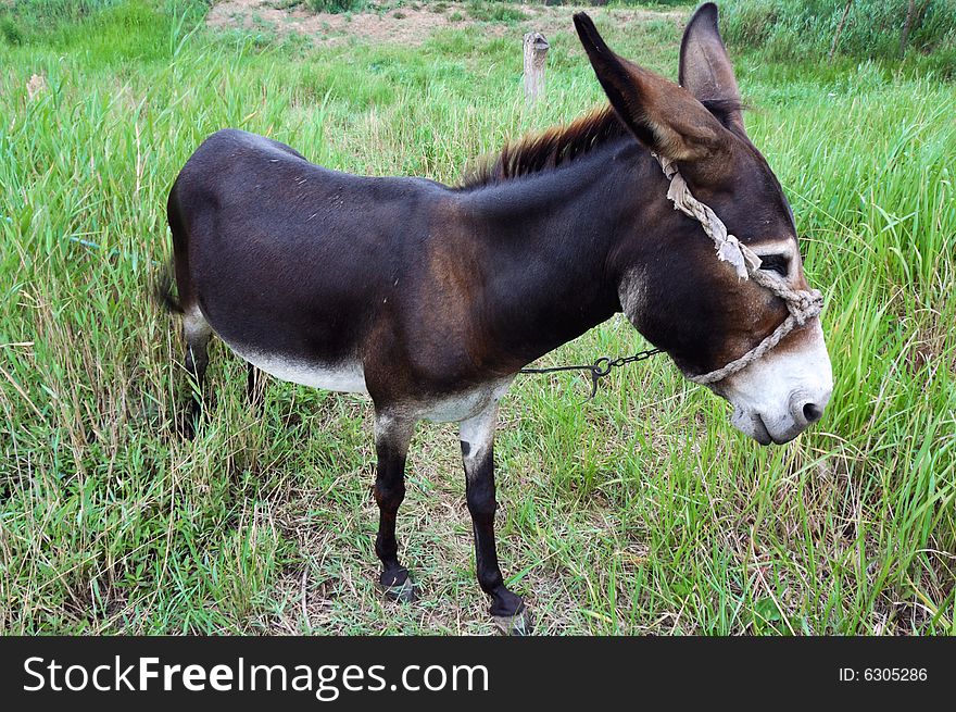 A grazing donkey on rural grassland