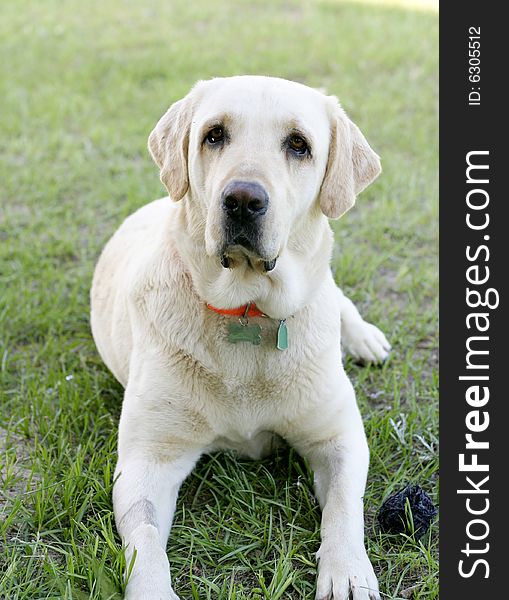 Happy Yellow Labrador laying in the grass with collar on