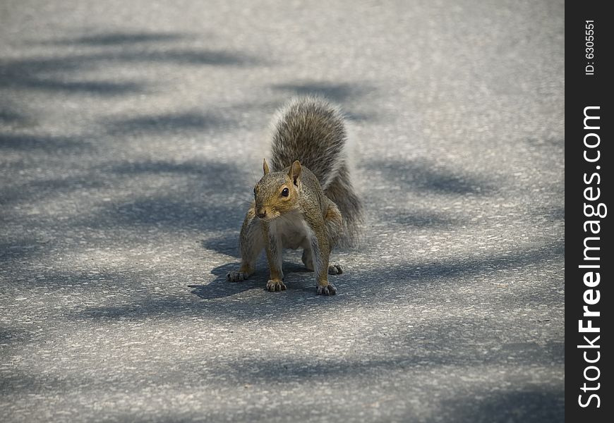 A grey squirrel ready to run across the street.