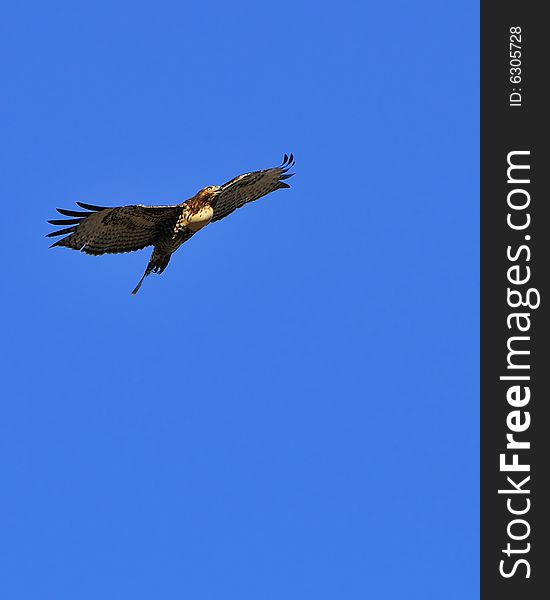 Soaring Redtail Hawk with a full meal in his belly