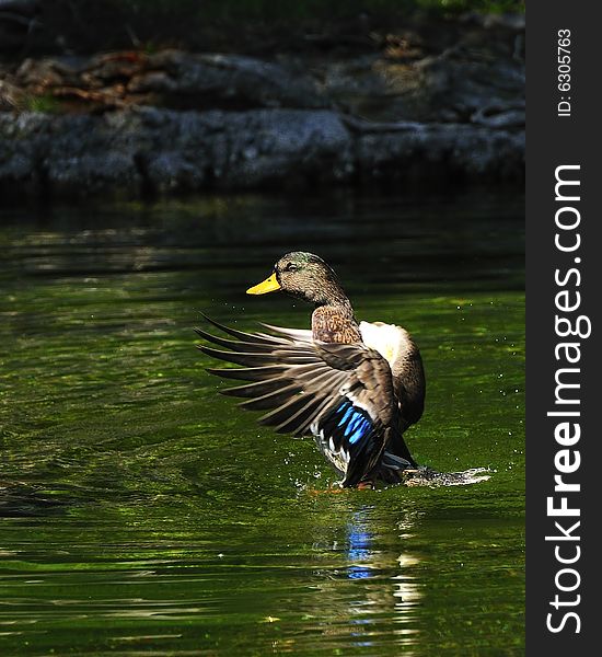 Mallard duck flapping wings while standing in water. Mallard duck flapping wings while standing in water