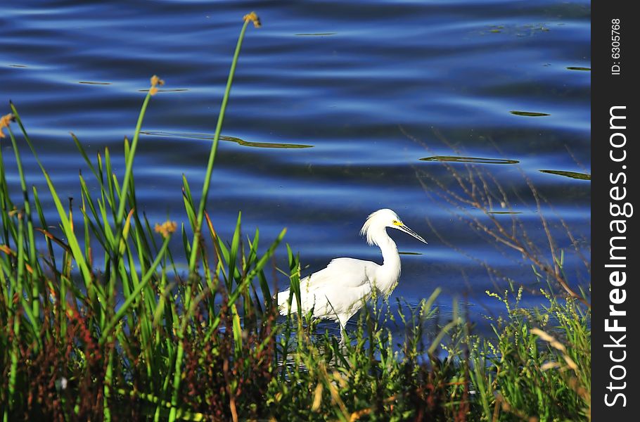 Snowy egret in water by bushes