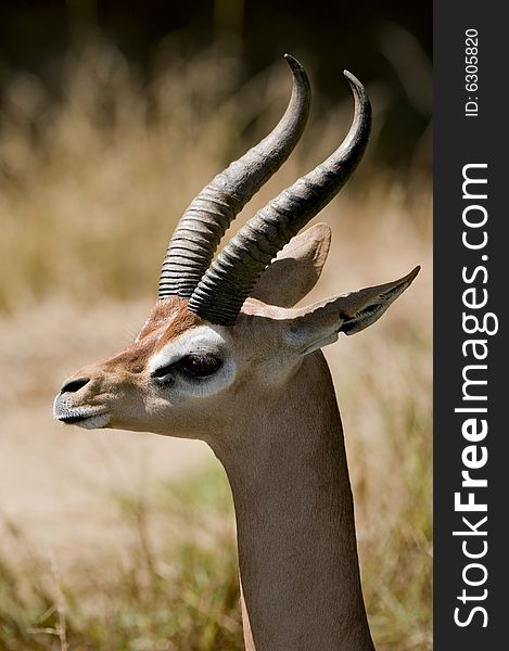 Gerenuk