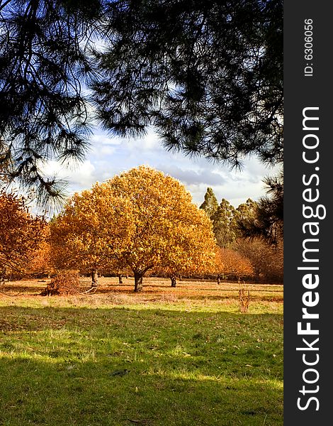 Beautiful yellow autumn tree with space for text. Beautiful yellow autumn tree with space for text