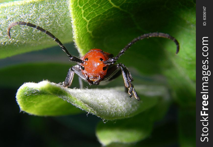 Horned Beetle sitting on a leaf