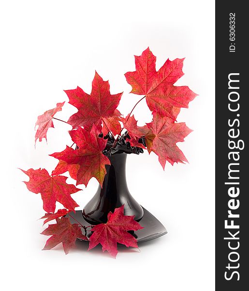 Bouquet from 
autumn maple branches in a black vase on a white background