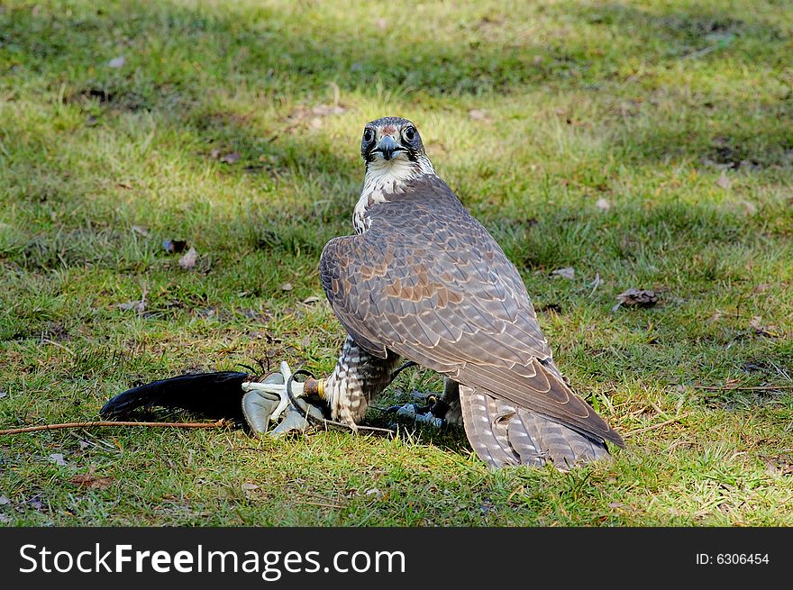 Portrait of Saker Falcon with its false prey