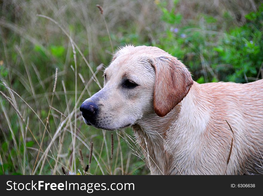 Shot of a cute labrador puppy outdoors. Shot of a cute labrador puppy outdoors