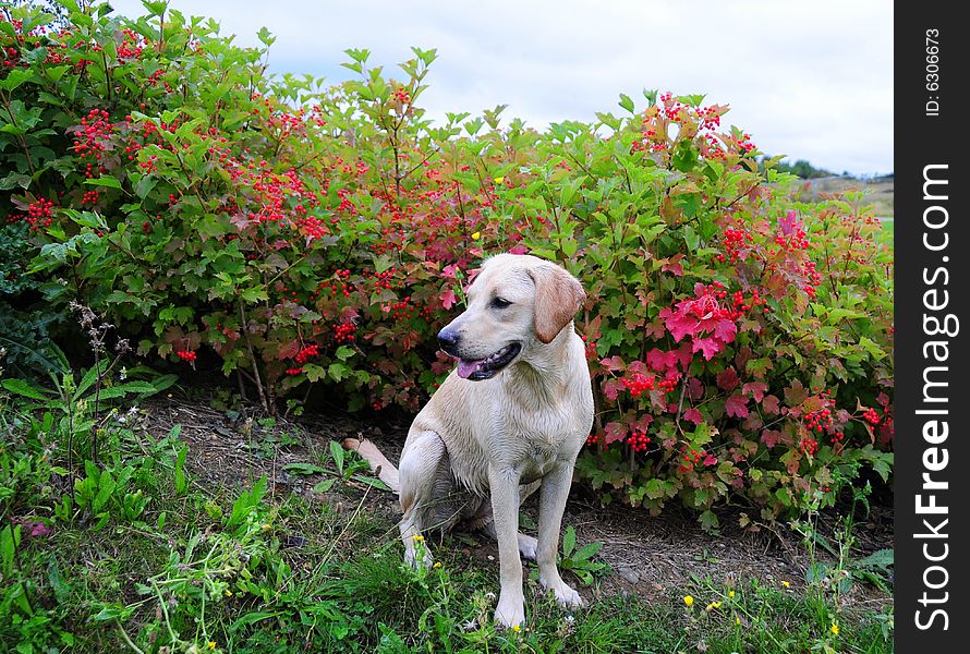 Shot of a cute labrador puppy outdoors. Shot of a cute labrador puppy outdoors