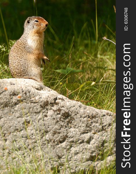 Richardson's ground squirrel perched on a rock, Alberta, Canada. Richardson's ground squirrel perched on a rock, Alberta, Canada