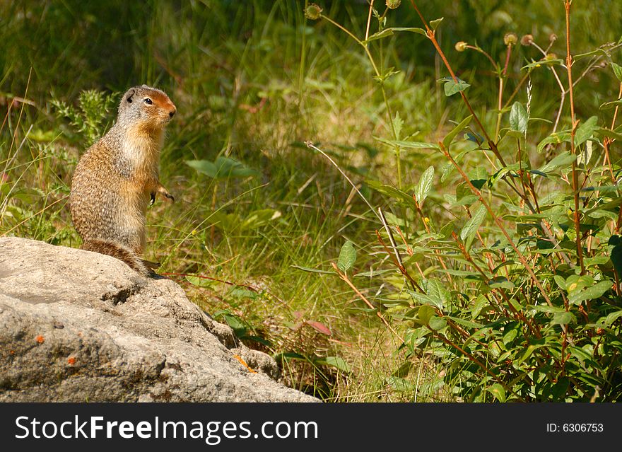 Richardson's ground squirrel perched on a rock, Alberta, Canada. Richardson's ground squirrel perched on a rock, Alberta, Canada