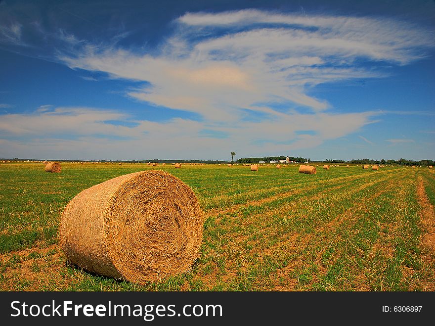 A round hay bale in the foreground with many more off into the distance. A round hay bale in the foreground with many more off into the distance.