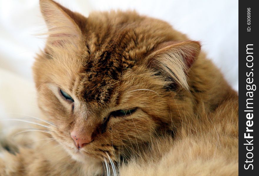 A picture of our ginger female cat lazing on a saturday afernoon. A picture of our ginger female cat lazing on a saturday afernoon