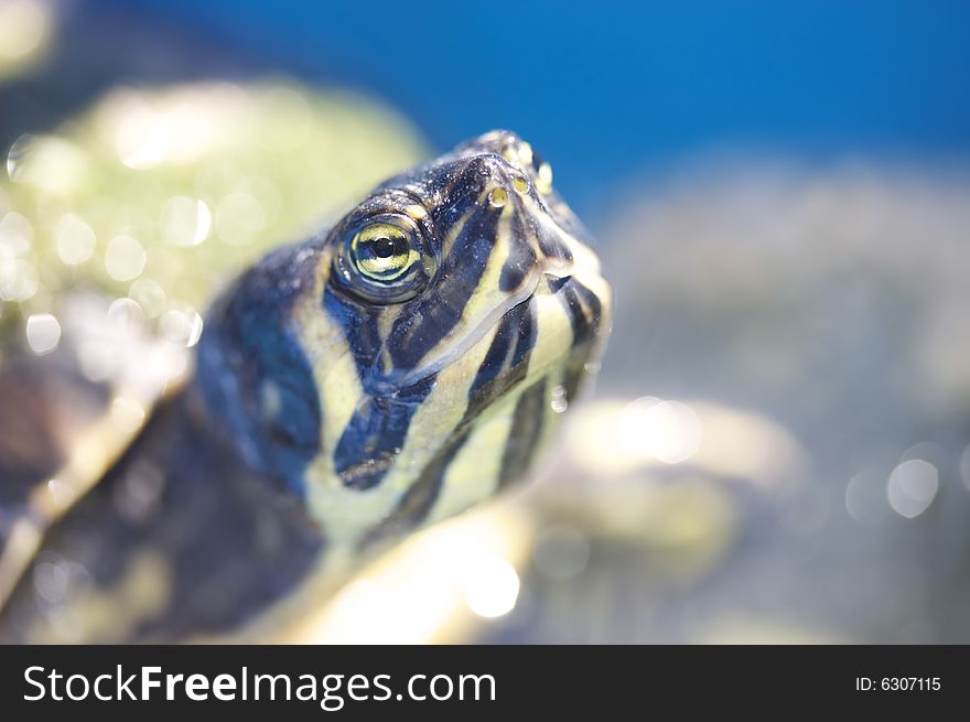 Close up photo of a turtle