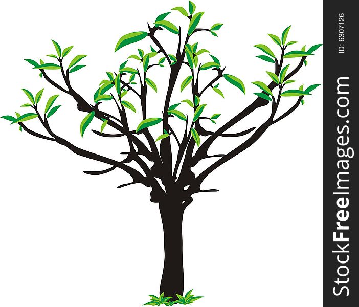 Tree. Isolated object. Vector illustration