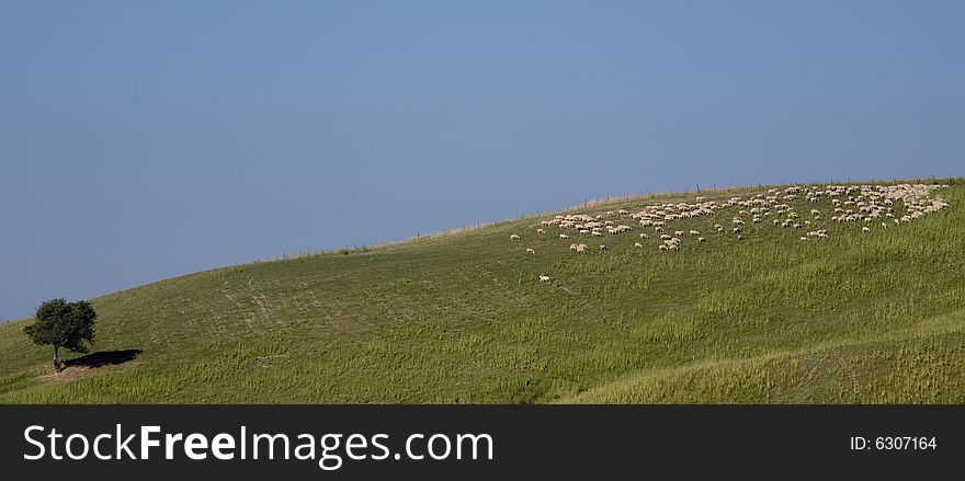 A flock of sheep on a Tuscan hill. A flock of sheep on a Tuscan hill