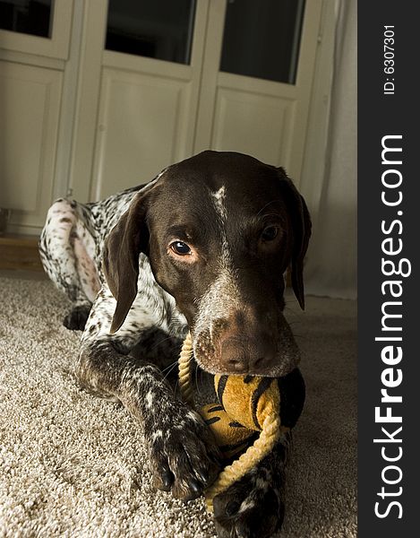 A playful dog wondering if someone is going to steel his toy.