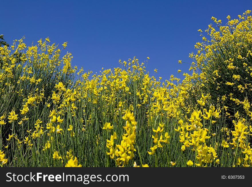 Summer countryside in Tuscany, close-up of blooming bush. Summer countryside in Tuscany, close-up of blooming bush
