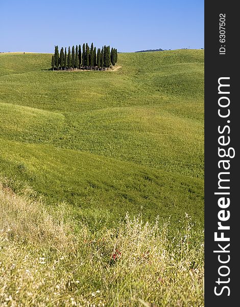 Summer countryside in Tuscany with cypress. Summer countryside in Tuscany with cypress