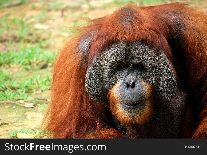 An orangutan pondering that is old and very large.  This image was taken at the national zoo in kl. An orangutan pondering that is old and very large.  This image was taken at the national zoo in kl.