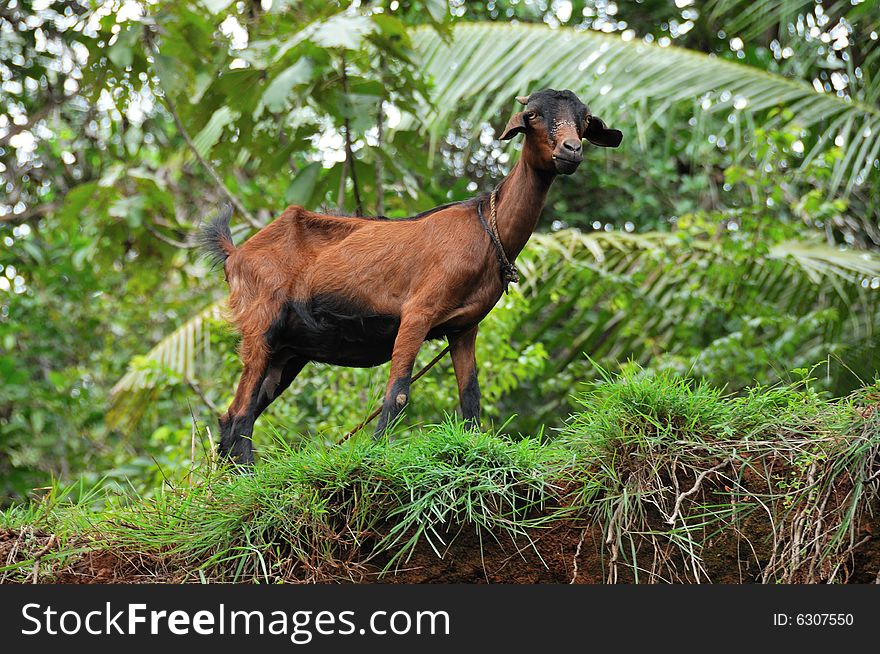 One indian goat eating grass. One indian goat eating grass