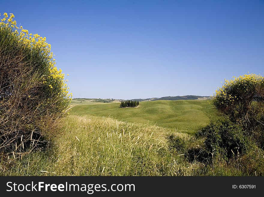 TUSCANY countryside, with blooming bush