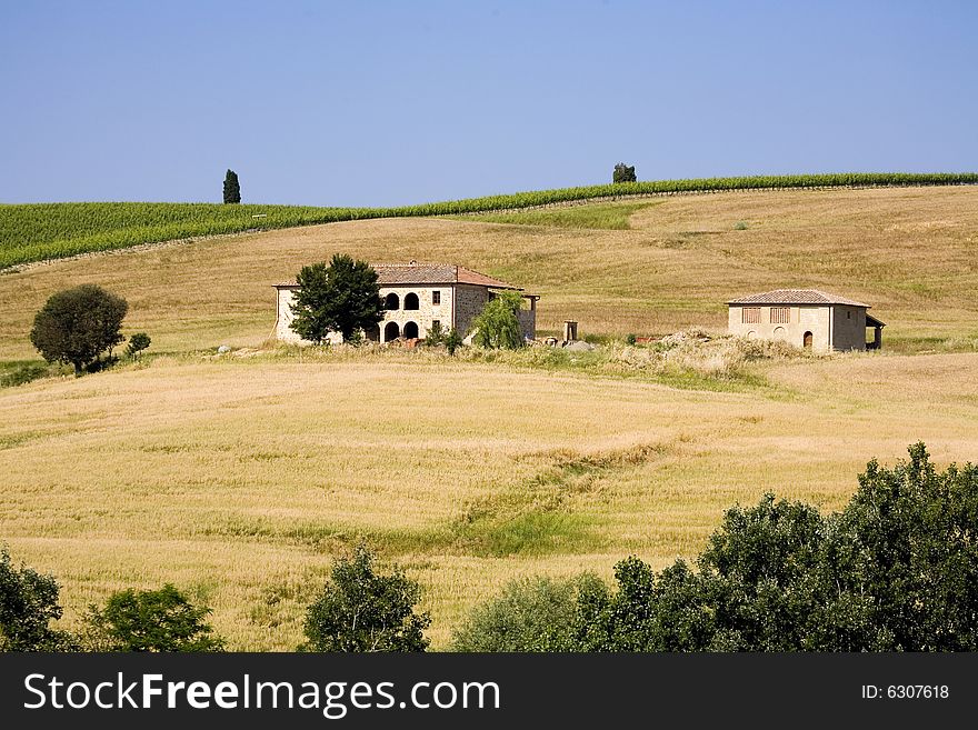 Summer in tuscany with cypress tree. Summer in tuscany with cypress tree