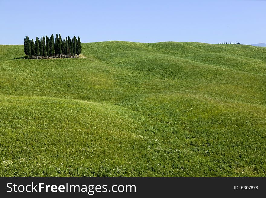 TUSCANY countryside with cypress