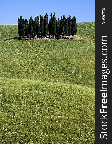 Summer countryside in Tuscany with cypress. Summer countryside in Tuscany with cypress