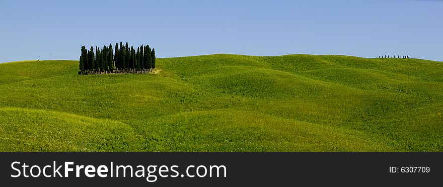 Summer countryside in Tuscany with cypress. Summer countryside in Tuscany with cypress