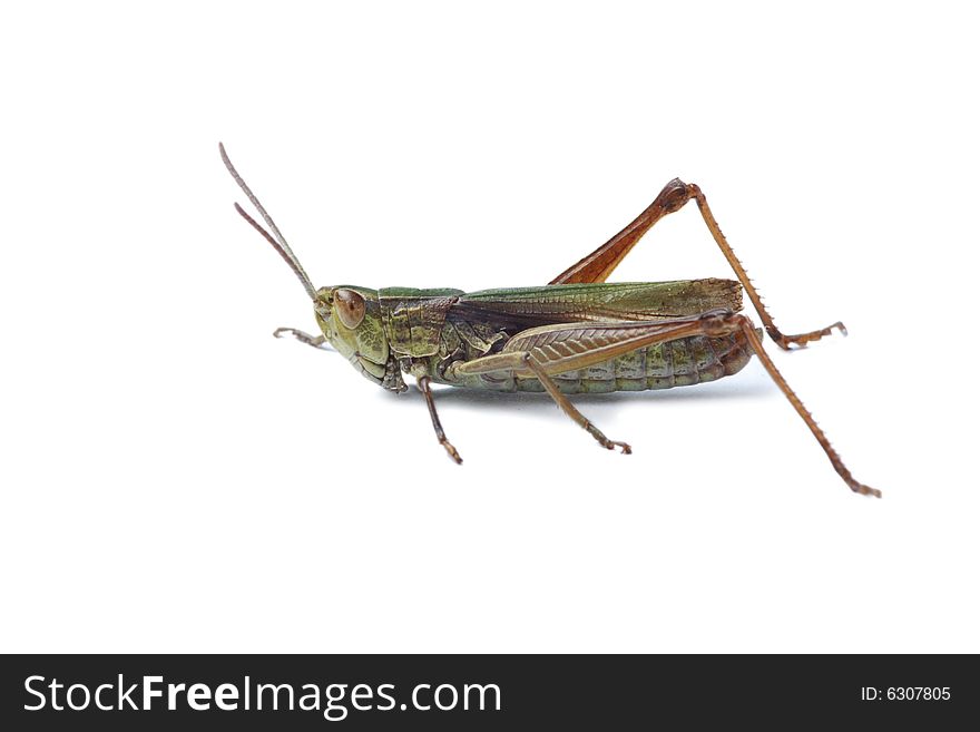 Green grasshopper isolated on white