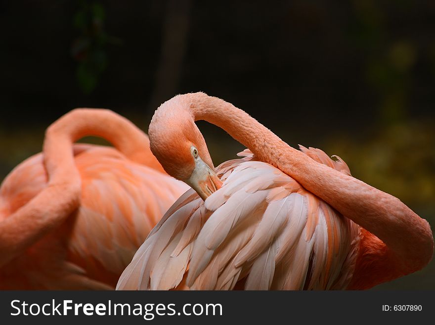 Beautiful pink flamingo cleaning its feathers.